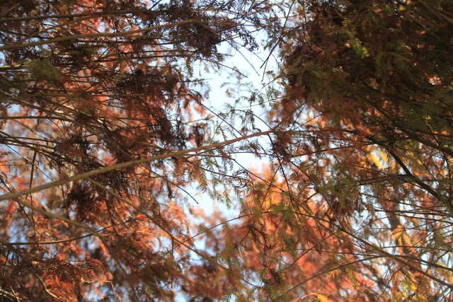 菁埔埤落羽松-6