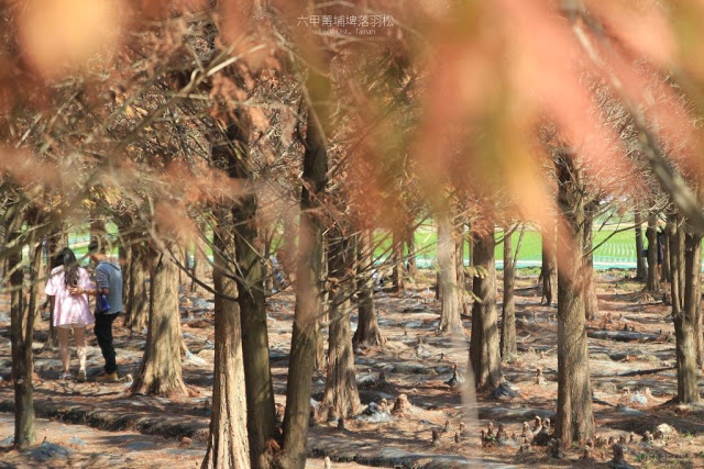 菁埔埤落羽松-15