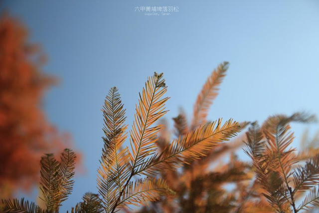 菁埔埤落羽松-7