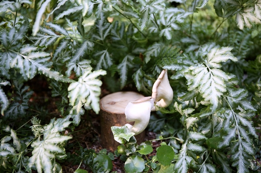 芾飲食實驗室 在森林中尋覓食材 創造自然互動情境 讓吃飯變得更有趣 - 雪倫情報局