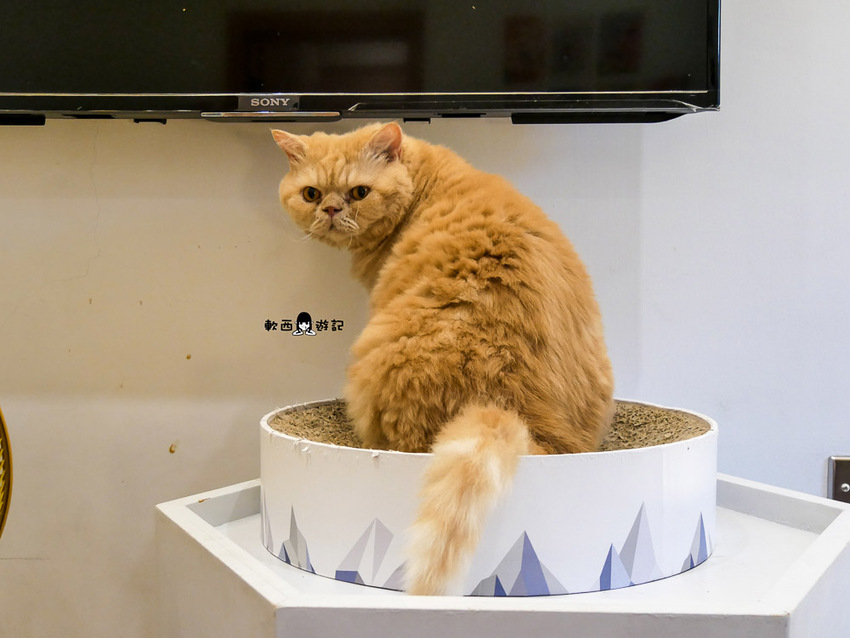 宜蘭羅東貓咪咖啡廳推薦》貓的生活提案●貓奴必去宜蘭咖啡廳!喝咖啡附贈10隻貓主子~被貓貓貓貓圍繞的療癒貓咪咖啡廳 - 軟西,遊記