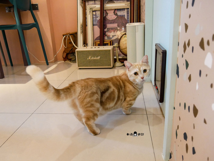 宜蘭羅東貓咪咖啡廳推薦》貓的生活提案●貓奴必去宜蘭咖啡廳!喝咖啡附贈10隻貓主子~被貓貓貓貓圍繞的療癒貓咪咖啡廳 - 軟西,遊記