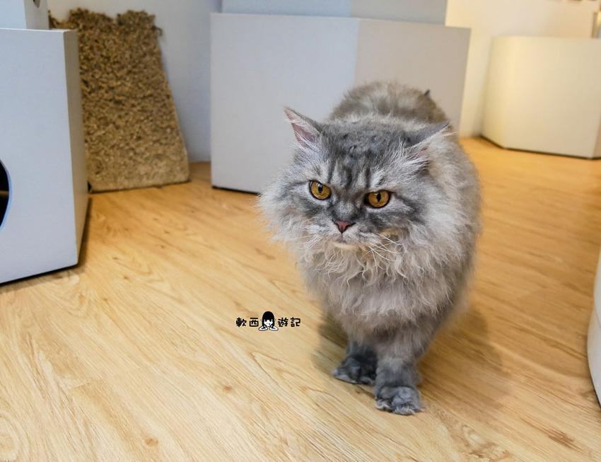 宜蘭羅東貓咪咖啡廳推薦》貓的生活提案●貓奴必去宜蘭咖啡廳!喝咖啡附贈10隻貓主子~被貓貓貓貓圍繞的療癒貓咪咖啡廳 - 軟西,遊記