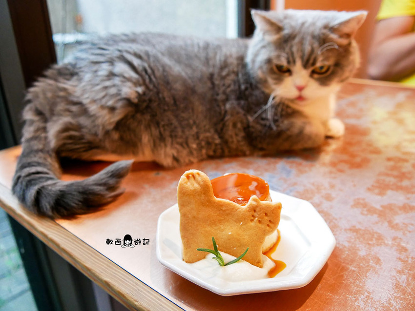 宜蘭羅東貓咪咖啡廳推薦》貓的生活提案●貓奴必去宜蘭咖啡廳!喝咖啡附贈10隻貓主子~被貓貓貓貓圍繞的療癒貓咪咖啡廳 - 軟西,遊記