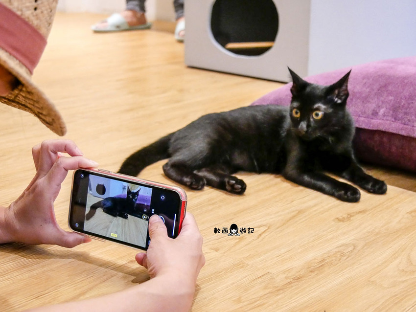 宜蘭羅東貓咪咖啡廳推薦》貓的生活提案●貓奴必去宜蘭咖啡廳!喝咖啡附贈10隻貓主子~被貓貓貓貓圍繞的療癒貓咪咖啡廳 - 軟西,遊記