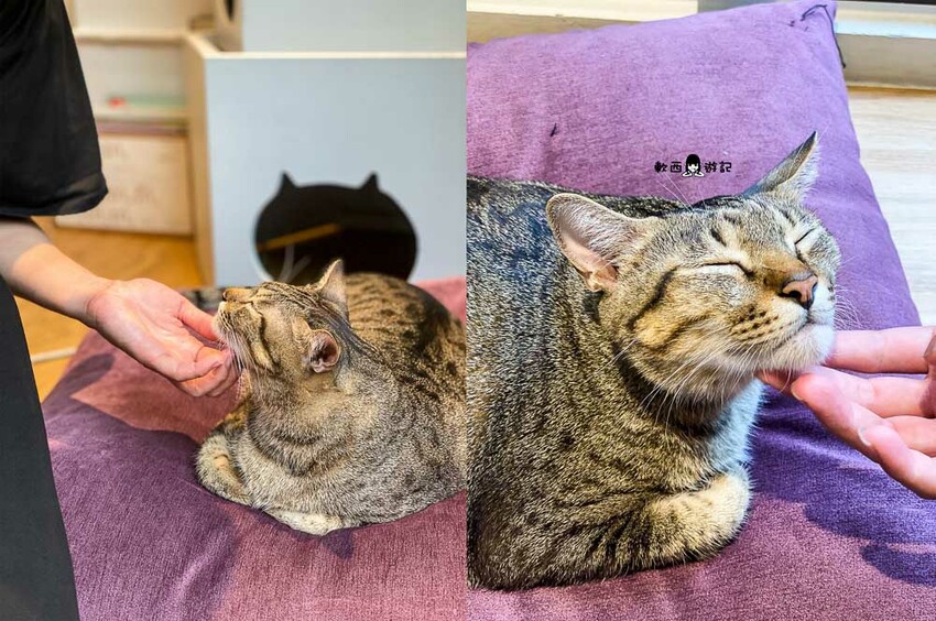 宜蘭羅東貓咪咖啡廳推薦》貓的生活提案●貓奴必去宜蘭咖啡廳!喝咖啡附贈10隻貓主子~被貓貓貓貓圍繞的療癒貓咪咖啡廳 - 軟西,遊記