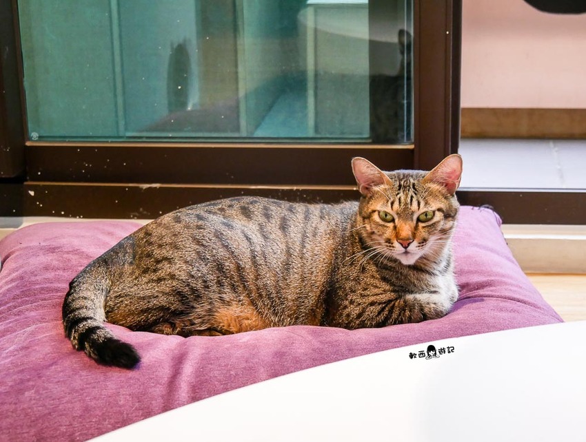 宜蘭羅東貓咪咖啡廳推薦》貓的生活提案●貓奴必去宜蘭咖啡廳!喝咖啡附贈10隻貓主子~被貓貓貓貓圍繞的療癒貓咪咖啡廳 - 軟西,遊記