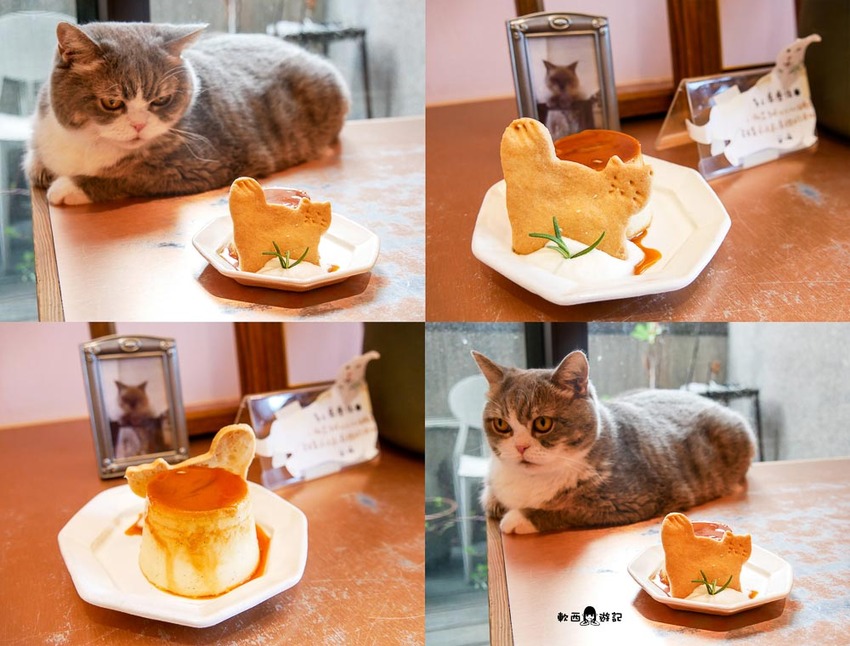 宜蘭羅東貓咪咖啡廳推薦》貓的生活提案●貓奴必去宜蘭咖啡廳!喝咖啡附贈10隻貓主子~被貓貓貓貓圍繞的療癒貓咪咖啡廳 - 軟西,遊記