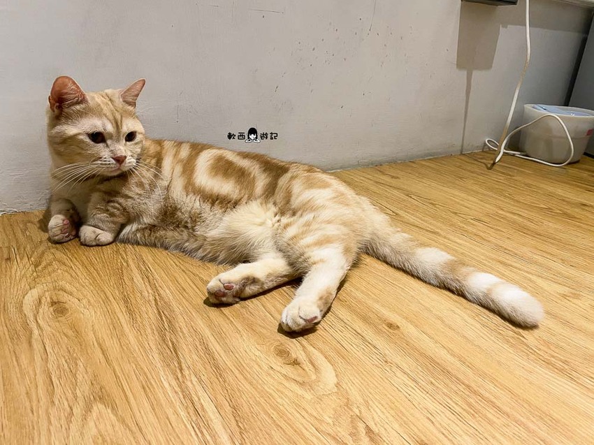 宜蘭羅東貓咪咖啡廳推薦》貓的生活提案●貓奴必去宜蘭咖啡廳!喝咖啡附贈10隻貓主子~被貓貓貓貓圍繞的療癒貓咪咖啡廳 - 軟西,遊記