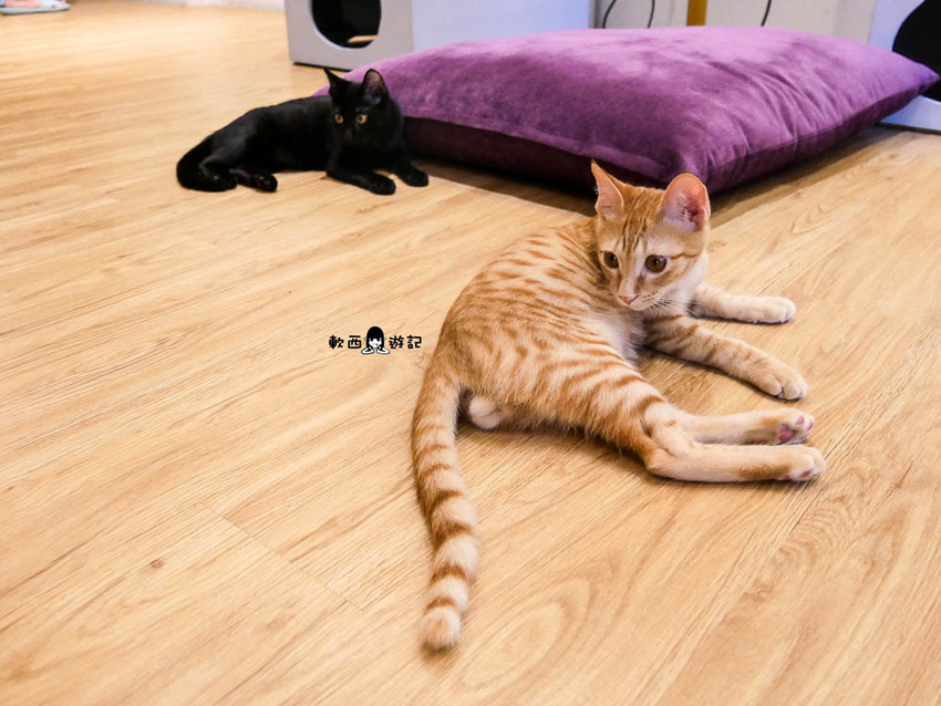 宜蘭羅東貓咪咖啡廳推薦》貓的生活提案●貓奴必去宜蘭咖啡廳!喝咖啡附贈10隻貓主子~被貓貓貓貓圍繞的療癒貓咪咖啡廳 - 軟西,遊記