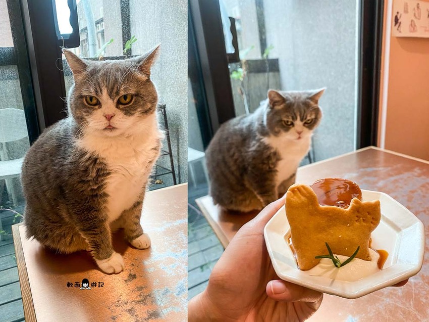 宜蘭羅東貓咪咖啡廳推薦》貓的生活提案●貓奴必去宜蘭咖啡廳!喝咖啡附贈10隻貓主子~被貓貓貓貓圍繞的療癒貓咪咖啡廳 - 軟西,遊記