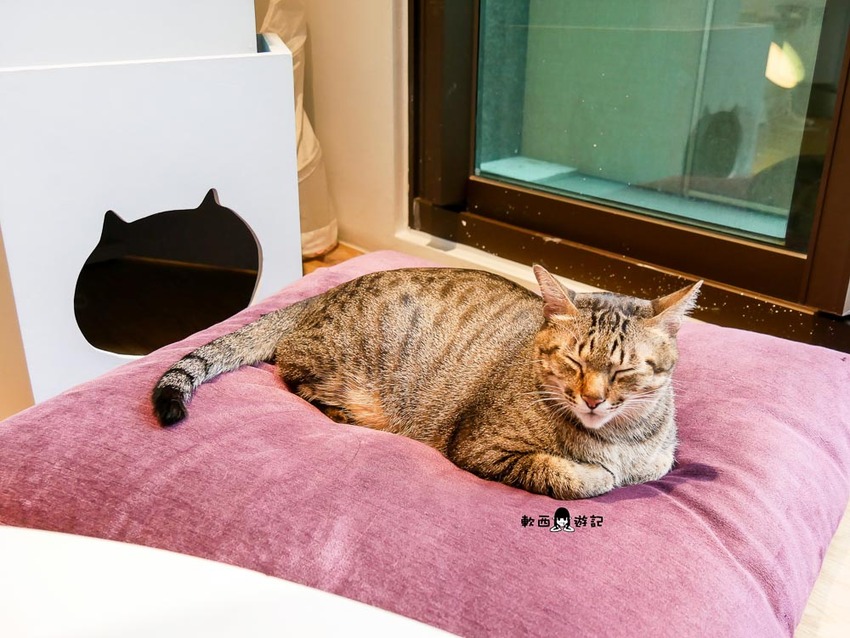 宜蘭羅東貓咪咖啡廳推薦》貓的生活提案●貓奴必去宜蘭咖啡廳!喝咖啡附贈10隻貓主子~被貓貓貓貓圍繞的療癒貓咪咖啡廳 - 軟西,遊記