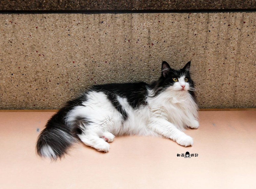 宜蘭羅東貓咪咖啡廳推薦》貓的生活提案●貓奴必去宜蘭咖啡廳!喝咖啡附贈10隻貓主子~被貓貓貓貓圍繞的療癒貓咪咖啡廳 - 軟西,遊記