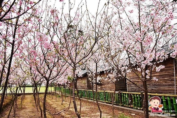桃園平鎮景點-福龍路免費櫻花林參觀-三生三世十里櫻花紛滿天，春暖花開怒綻放 @民宿女王芽月-美食.旅遊.全台趴趴走