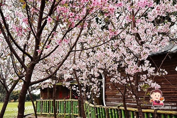 桃園平鎮景點-福龍路免費櫻花林參觀-三生三世十里櫻花紛滿天，春暖花開怒綻放 @民宿女王芽月-美食.旅遊.全台趴趴走