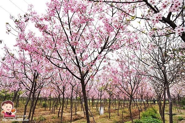 桃園平鎮景點-福龍路免費櫻花林參觀-三生三世十里櫻花紛滿天，春暖花開怒綻放 @民宿女王芽月-美食.旅遊.全台趴趴走