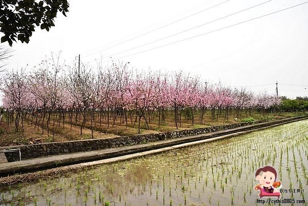 桃園平鎮景點-福龍路免費櫻花林參觀-三生三世十里櫻花紛滿天，春暖花開怒綻放 @民宿女王芽月-美食.旅遊.全台趴趴走