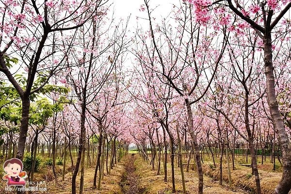 桃園平鎮景點-福龍路免費櫻花林參觀-三生三世十里櫻花紛滿天，春暖花開怒綻放 @民宿女王芽月-美食.旅遊.全台趴趴走