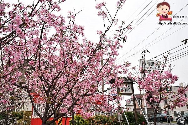 桃園平鎮景點-福龍路免費櫻花林參觀-三生三世十里櫻花紛滿天，春暖花開怒綻放 @民宿女王芽月-美食.旅遊.全台趴趴走