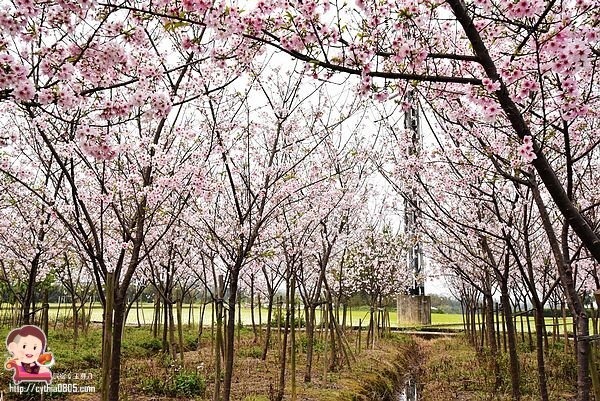 桃園平鎮景點-福龍路免費櫻花林參觀-三生三世十里櫻花紛滿天，春暖花開怒綻放 @民宿女王芽月-美食.旅遊.全台趴趴走