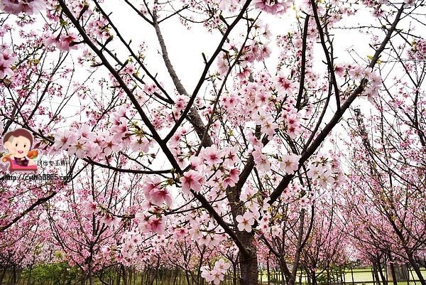 桃園平鎮景點-福龍路免費櫻花林參觀-三生三世十里櫻花紛滿天，春暖花開怒綻放 @民宿女王芽月-美食.旅遊.全台趴趴走