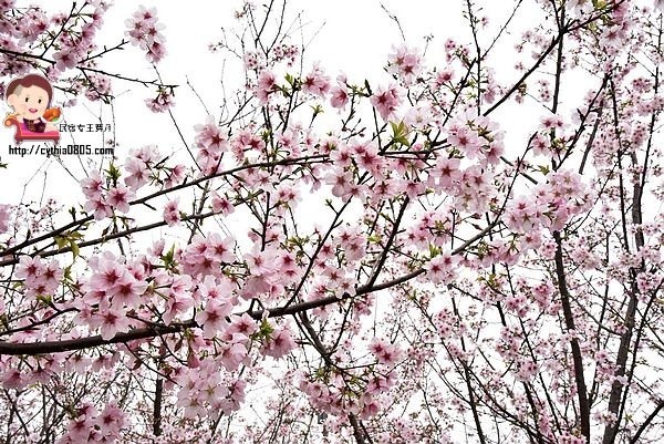 桃園平鎮景點-福龍路免費櫻花林參觀-三生三世十里櫻花紛滿天，春暖花開怒綻放 @民宿女王芽月-美食.旅遊.全台趴趴走