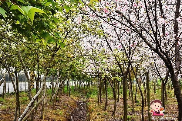 桃園平鎮景點-福龍路免費櫻花林參觀-三生三世十里櫻花紛滿天，春暖花開怒綻放 @民宿女王芽月-美食.旅遊.全台趴趴走
