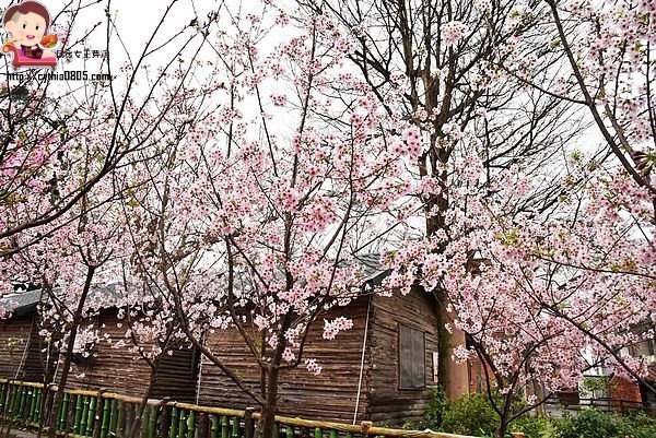 桃園平鎮景點-福龍路免費櫻花林參觀-三生三世十里櫻花紛滿天，春暖花開怒綻放 @民宿女王芽月-美食.旅遊.全台趴趴走