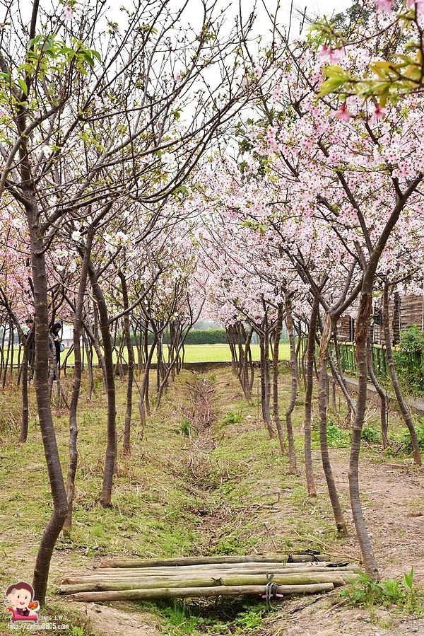 桃園平鎮景點-福龍路免費櫻花林參觀-三生三世十里櫻花紛滿天，春暖花開怒綻放 @民宿女王芽月-美食.旅遊.全台趴趴走