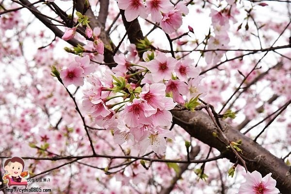 桃園平鎮景點-福龍路免費櫻花林參觀-三生三世十里櫻花紛滿天，春暖花開怒綻放 @民宿女王芽月-美食.旅遊.全台趴趴走
