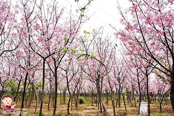 桃園平鎮景點-福龍路免費櫻花林參觀-三生三世十里櫻花紛滿天，春暖花開怒綻放 @民宿女王芽月-美食.旅遊.全台趴趴走