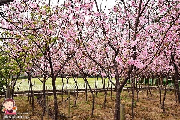 桃園平鎮景點-福龍路免費櫻花林參觀-三生三世十里櫻花紛滿天，春暖花開怒綻放 @民宿女王芽月-美食.旅遊.全台趴趴走