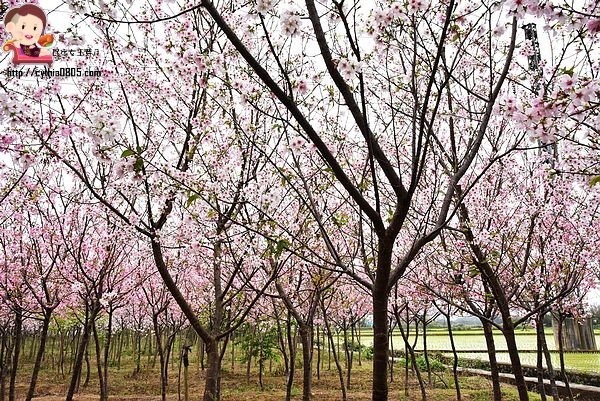 桃園平鎮景點-福龍路免費櫻花林參觀-三生三世十里櫻花紛滿天，春暖花開怒綻放 @民宿女王芽月-美食.旅遊.全台趴趴走