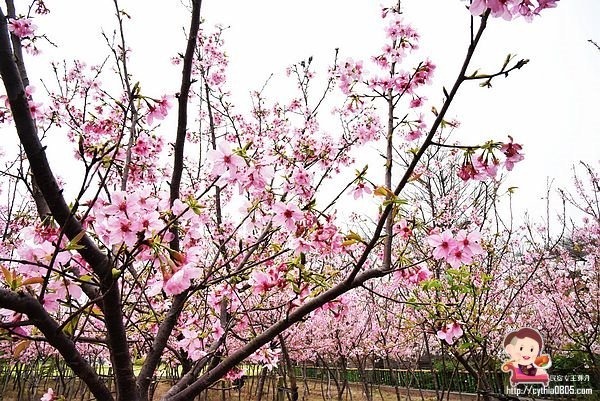 桃園平鎮景點-福龍路免費櫻花林參觀-三生三世十里櫻花紛滿天，春暖花開怒綻放 @民宿女王芽月-美食.旅遊.全台趴趴走