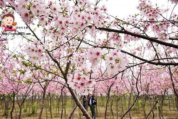 桃園平鎮景點-福龍路免費櫻花林參觀-三生三世十里櫻花紛滿天，春暖花開怒綻放 @民宿女王芽月-美食.旅遊.全台趴趴走