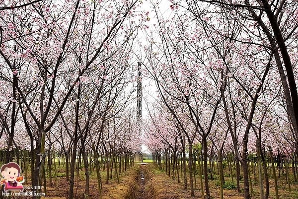桃園平鎮景點-福龍路免費櫻花林參觀-三生三世十里櫻花紛滿天，春暖花開怒綻放 @民宿女王芽月-美食.旅遊.全台趴趴走