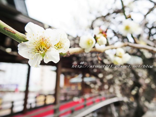 湯島天神 (28).jpg