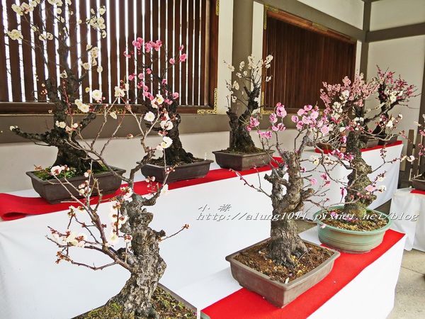 湯島天神 (48).jpg