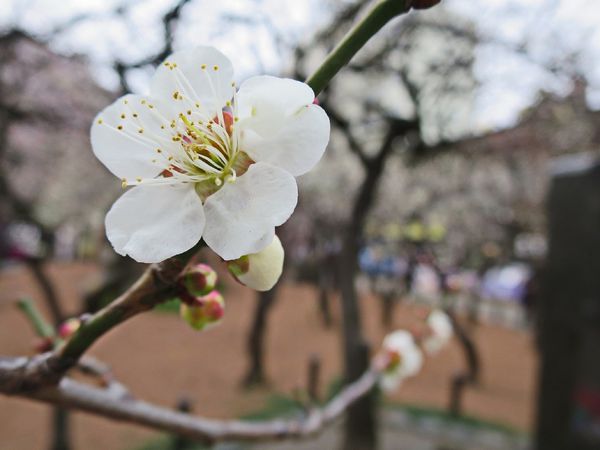 湯島天神 (62).JPG