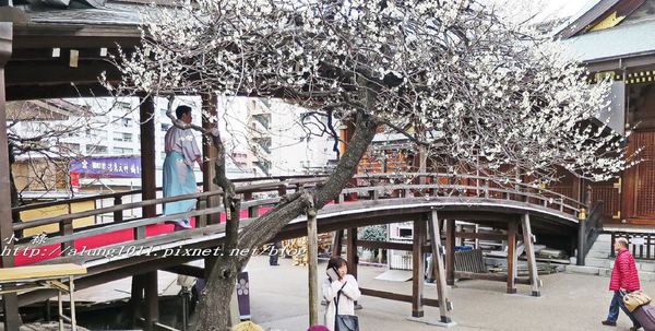 湯島天神 (21).jpg