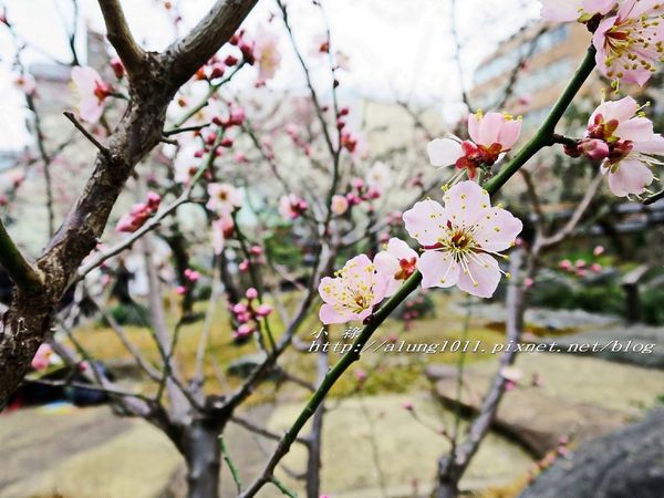 湯島天神 (35).jpg