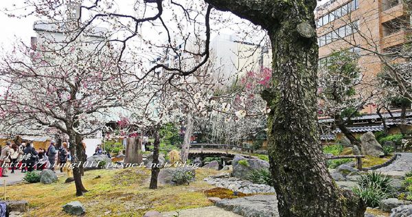 湯島天神 (34).jpg