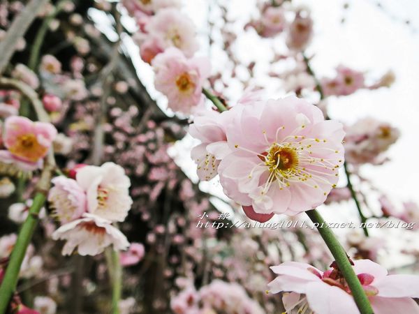 湯島天神 (40).jpg