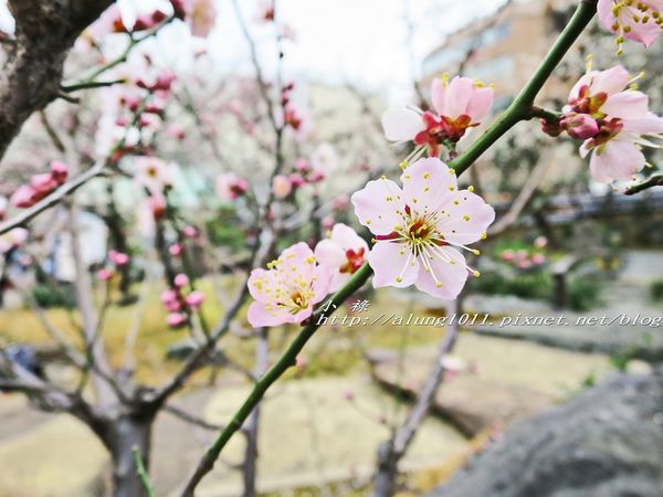 湯島天神 (63).jpg