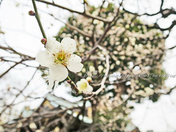 湯島天神 (27).jpg