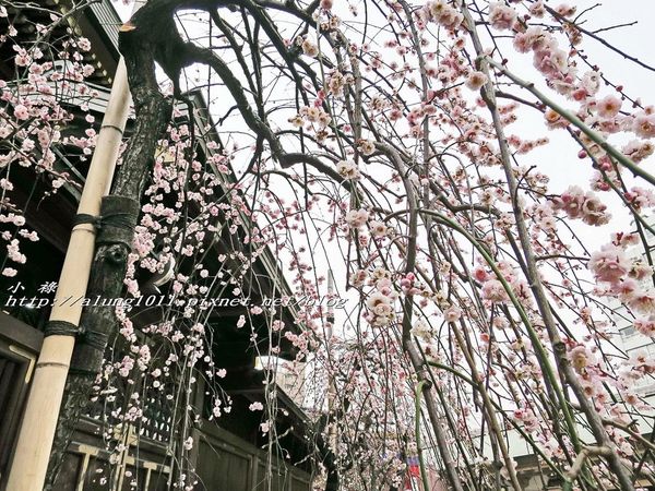 湯島天神 (41).jpg