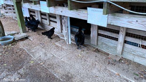 1113 1-桃樂絲10.jpg