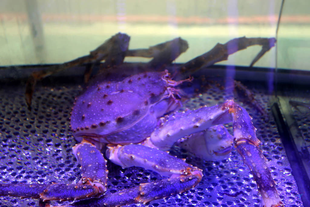 IMG_5141r4_结果 IMG_5141r4_结果