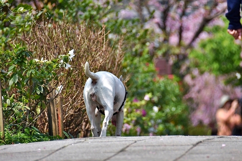 最後一波春日粉色浪漫：東湖‧內溝溪櫻花林