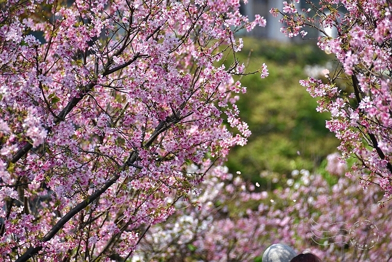 最後一波春日粉色浪漫：東湖‧內溝溪櫻花林